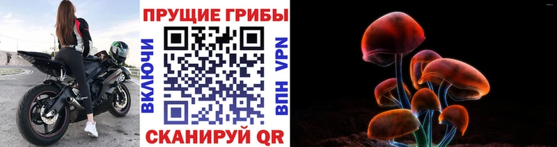 Галлюциногенные грибы Psilocybe  Таганрог 